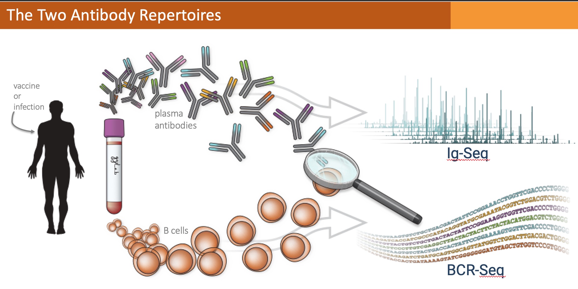 Two Antibody Repertoires